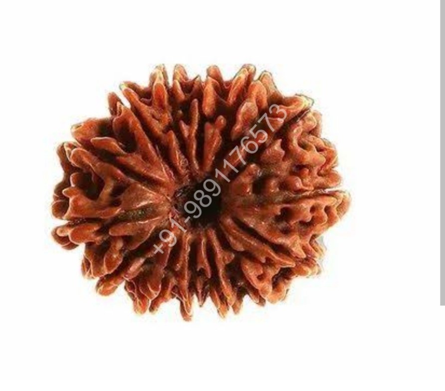 14 MUKHI RUKRAKSH BEAD